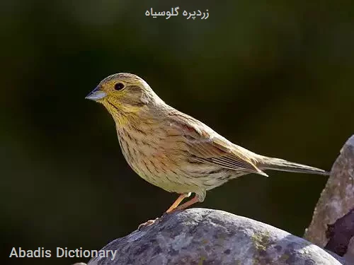 زردپره گلوسیاه